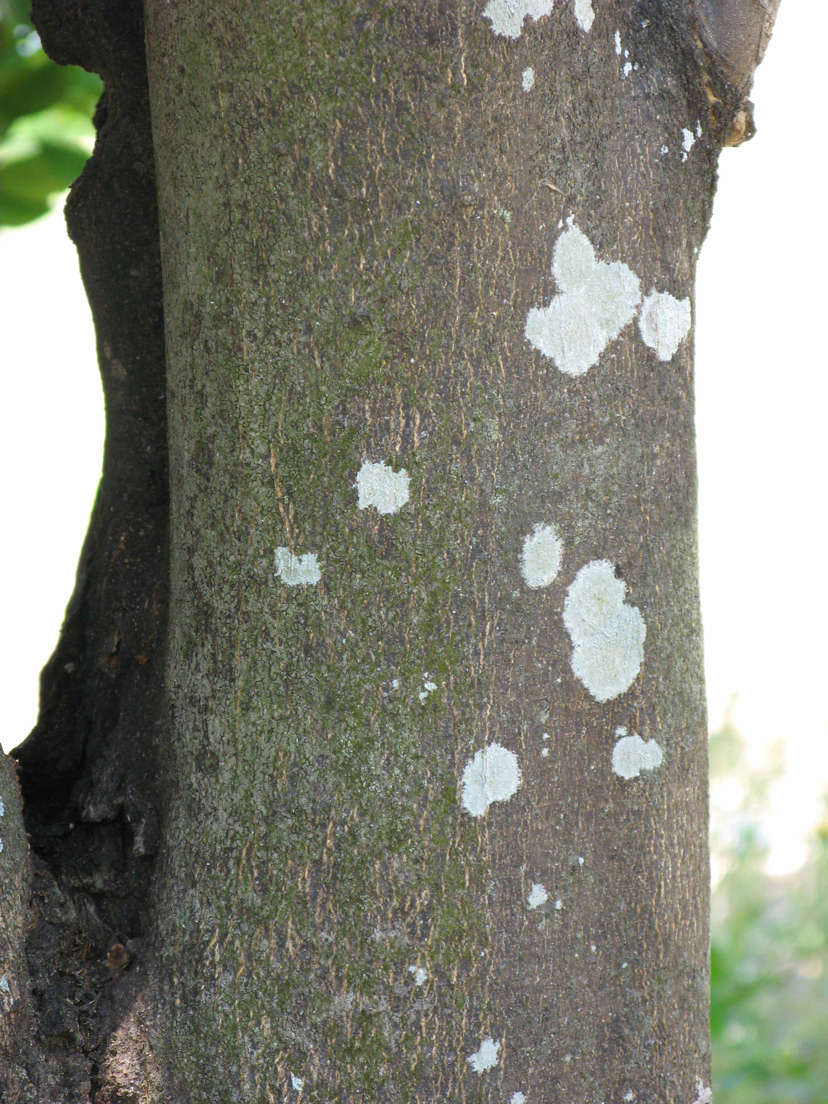            Bark (Sanguinelli, Winter Haven, FL)   